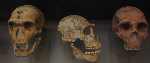 Neanderthal skulls