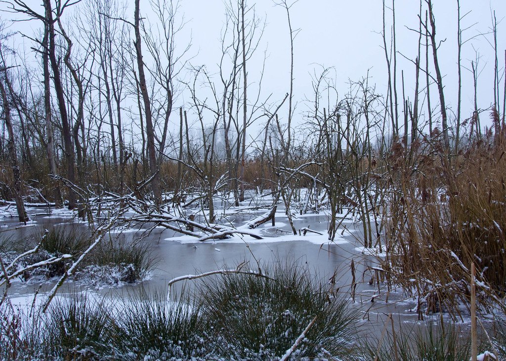A winter scene, frozen, flooded land.