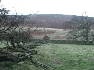 Line of a wall, running towards the enclosure on the lower slopes