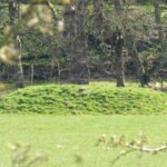 Mound in Bridge Barn Field 2 